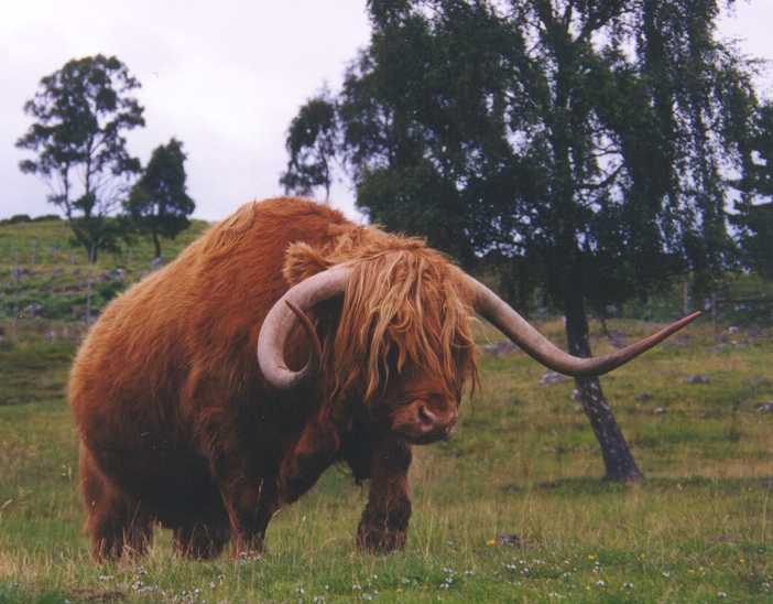 Horny Devil