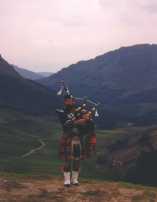 Piper